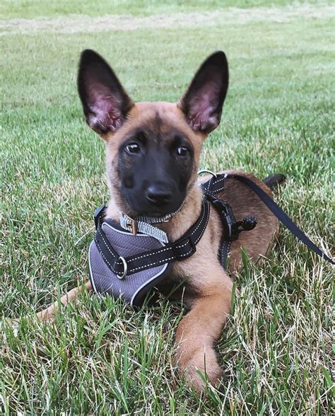 belgian malinois puppies for sale in michigan